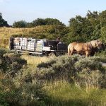 Op bruidsvlucht naar Baltrum