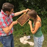 Er sterven veel meer bijenvolken van honger dan door pesticiden