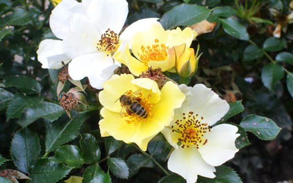 Bijenroos 'Bee Gold' (Rozen in grote 4-liter-pot, alleen afhaling)