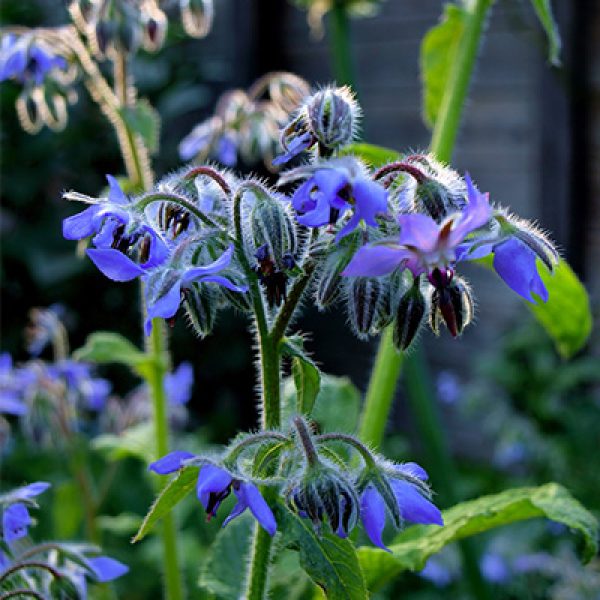 Bernagie (komkommerkruid, Borage Officinalis)