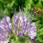 Zaai eens phacelia begin … oktober.