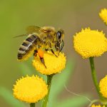 Detailed shot of a honeybee pollinating vibrant yellow flowers in nature.