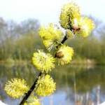 Hoe exotischer de boom, hoe gelukkiger de bijen?