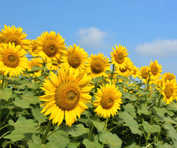 Reuzenzonnebloem (Helianthus Annuus Giganteus)