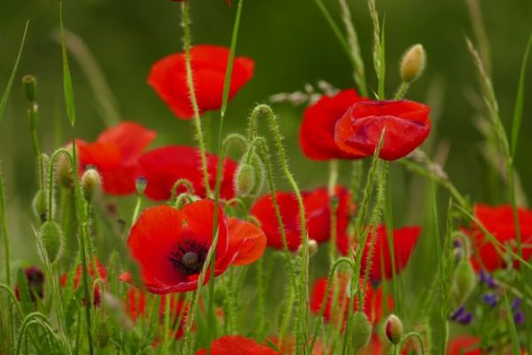 Wilde klaproos (inheems, Papaver Rhoeas)