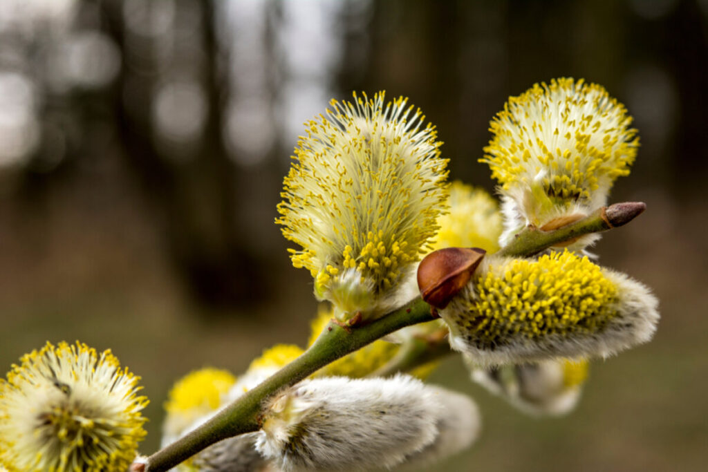 Mannelijke wilgenkatjes